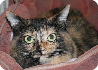 Domestic Longhair Cat for Sale in Plainville, Massachusetts - Tyra Domestic Longhair Cat for Sale in Plainville, Massachusetts - Tyra