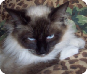 Ragdoll Cat for Sale in Ennis, Texas - Tessa Ragdoll Cat for Sale in Ennis, Texas - Tessa