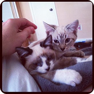 Siamese Kitten for Sale in Arlington, Virginia - Sophie & Baxter Siamese Kitten for Sale in Arlington, Virginia - Sophie & Baxter