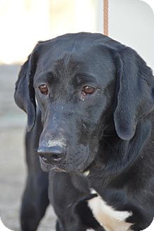 Labrador Retriever Mix Dog for Sale in Glastonbury, Connecticut - Eve Labrador Retriever Mix Dog for Sale in Glastonbury, Connecticut - Eve