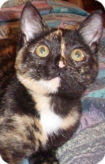 Domestic Shorthair Cat for Sale in Germansville, Pennsylvania - Reeses Domestic Shorthair Cat for Sale in Germansville, Pennsylvania - Reeses
