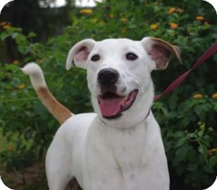 Harrier Mix Dog for Sale in Gainesville, Florida - Spunky Harrier Mix Dog for Sale in Gainesville, Florida - Spunky
