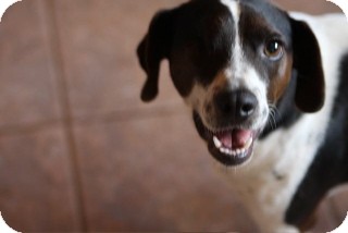 Rat Terrier/Beagle Mix Dog for Sale in Russellville, Kentucky - Willie Rat Terrier/Beagle Mix Dog for Sale in Russellville, Kentucky - Willie