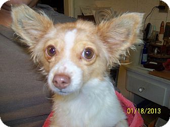 Chihuahua Mix Dog for Sale in San Diego, California - Dixie URGENT Chihuahua Mix Dog for Sale in San Diego, California - Dixie URGENT