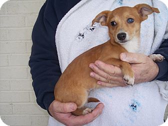 Chihuahua Mix Puppy for Sale in Germantown, Maryland - Tinkerbell Chihuahua Mix Puppy for Sale in Germantown, Maryland - Tinkerbell