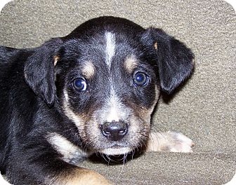 Australian Cattle Dog/Border Collie Mix Puppy for Sale in Sussex, New Jersey - Rudy $75.00 Off Adoption Fee Australian Cattle Dog/Border Collie Mix Puppy for Sale in Sussex, New Jersey - Rudy $75.00 Off Adoption Fee