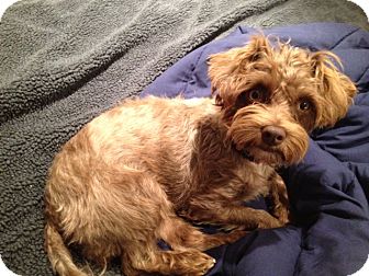 Terrier (Unknown Type, Small) Mix Dog for Sale in Vancouver, British Columbia - Coconut Terrier (Unknown Type, Small) Mix Dog for Sale in Vancouver, British Columbia - Coconut