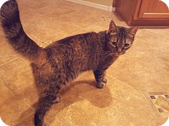 Domestic Shorthair Cat for Sale in Mesa, Arizona - Kitty Domestic Shorthair Cat for Sale in Mesa, Arizona - Kitty