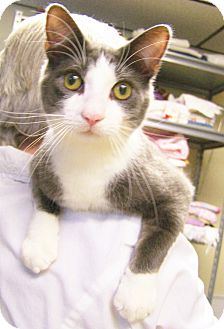 Siamese Kitten for Sale in Toledo, Ohio - Pong Siamese Kitten for Sale in Toledo, Ohio - Pong