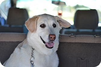 Labrador Retriever Mix Dog for Sale in Gilbert, Arizona - Jill Labrador Retriever Mix Dog for Sale in Gilbert, Arizona - Jill