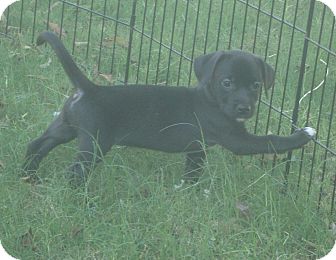 Border Collie Mix Puppy for Sale in Phoenix, Arizona - tandoor Border Collie Mix Puppy for Sale in Phoenix, Arizona - tandoor
