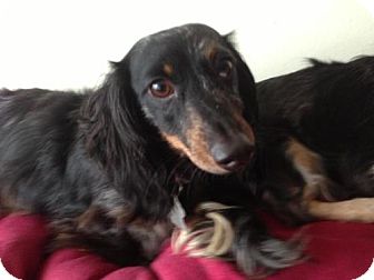 Dachshund Dog for Sale in Atascadero, California - Miss Murphy Dachshund Dog for Sale in Atascadero, California - Miss Murphy