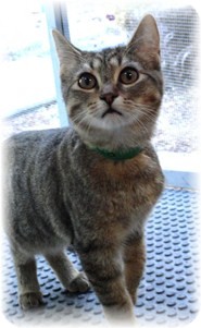 Domestic Shorthair Kitten for Sale in Shelton, Washington - Cello Domestic Shorthair Kitten for Sale in Shelton, Washington - Cello