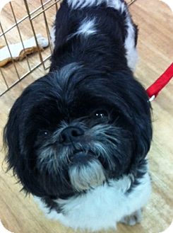 Shih Tzu Dog for Sale in Studio City, California - Lang Lang Shih Tzu Dog for Sale in Studio City, California - Lang Lang