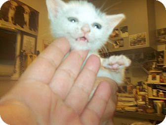 Domestic Shorthair Kitten for Sale in Whitestone, New York - baby Domestic Shorthair Kitten for Sale in Whitestone, New York - baby