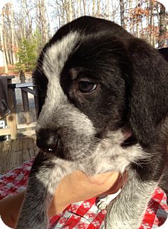 Terrier (Unknown Type, Medium) Mix Puppy for Sale in Richmond, Virginia - Pippin Terrier (Unknown Type, Medium) Mix Puppy for Sale in Richmond, Virginia - Pippin