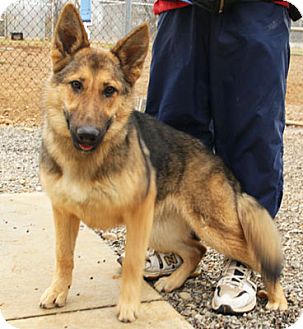 German Shepherd Dog Puppy for Sale in Greeneville, Tennessee - Inga German Shepherd Dog Puppy for Sale in Greeneville, Tennessee - Inga