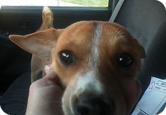 Basenji/Chihuahua Mix Dog for Sale in San Diego, California - Trooper URGENT Basenji/Chihuahua Mix Dog for Sale in San Diego, California - Trooper URGENT