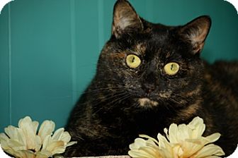 Domestic Shorthair Cat for Sale in Dover, Ohio - Annie Domestic Shorthair Cat for Sale in Dover, Ohio - Annie