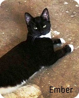Domestic Shorthair Cat for Sale in Simi Valley, California - Ember Domestic Shorthair Cat for Sale in Simi Valley, California - Ember