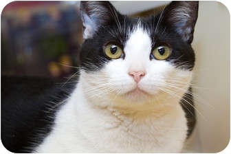 Domestic Shorthair Cat for Sale in Irvine, California - Glassel Domestic Shorthair Cat for Sale in Irvine, California - Glassel