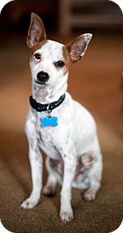 Rat Terrier/Fox Terrier (Toy) Mix Puppy for Sale in San Diego, California - OSCAR Rat Terrier/Fox Terrier (Toy) Mix Puppy for Sale in San Diego, California - OSCAR