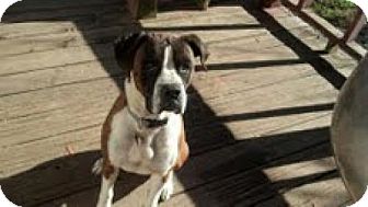 Boxer Mix Dog for Sale in Marietta, Georgia - Charlie Boxer Mix Dog for Sale in Marietta, Georgia - Charlie