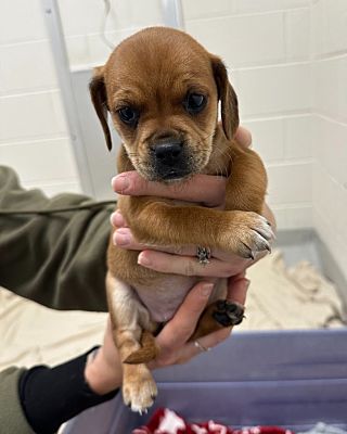 Greeneville Tn Beagle Cocker Spaniel Meet Edith C A Pet For