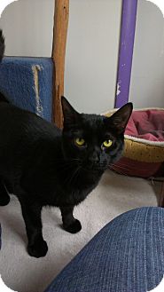 Domestic Shorthair Cat for Sale in Richboro, Pennsylvania - Alfabeto Domestic Shorthair Cat for Sale in Richboro, Pennsylvania - Alfabeto
