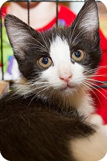 Domestic Shorthair Kitten for Sale in Irvine, California - Rocky Domestic Shorthair Kitten for Sale in Irvine, California - Rocky