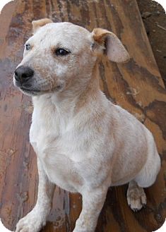 Australian Cattle Dog Mix Puppy for Sale in dewey, Arizona - Rosie Australian Cattle Dog Mix Puppy for Sale in dewey, Arizona - Rosie