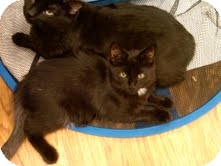 Domestic Mediumhair Cat for Sale in Medina, Ohio - Ollie Domestic Mediumhair Cat for Sale in Medina, Ohio - Ollie