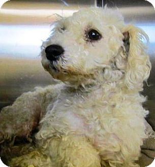 Poodle (Miniature)/Maltese Mix Dog for Sale in Thousand Oaks, California - Bruce Poodle (Miniature)/Maltese Mix Dog for Sale in Thousand Oaks, California - Bruce
