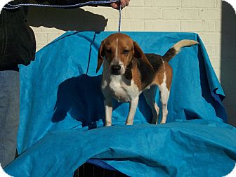Beagle Mix Dog for Sale in Germantown, Maryland - Billy Beagle Mix Dog for Sale in Germantown, Maryland - Billy