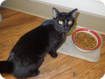 Domestic Shorthair Cat for Sale in Medina, Ohio - Mitchell Domestic Shorthair Cat for Sale in Medina, Ohio - Mitchell