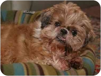 Ginger Shih Tzu