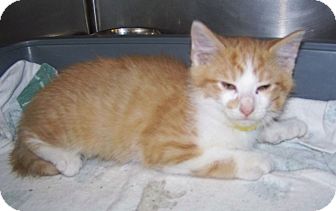 Domestic Mediumhair Kitten for Sale in Dover, Ohio - Roger Domestic Mediumhair Kitten for Sale in Dover, Ohio - Roger