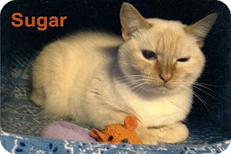 Domestic Shorthair Cat for Sale in Medway, Massachusetts - Sugar Domestic Shorthair Cat for Sale in Medway, Massachusetts - Sugar