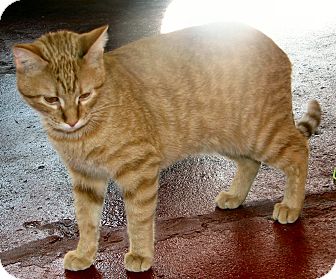 Domestic Shorthair Cat for Sale in Fairbury, Nebraska - Kahn Domestic Shorthair Cat for Sale in Fairbury, Nebraska - Kahn