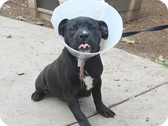 Pit Bull Terrier Mix Puppy for Sale in Chula Vista, California - Bonnie Pit Bull Terrier Mix Puppy for Sale in Chula Vista, California - Bonnie