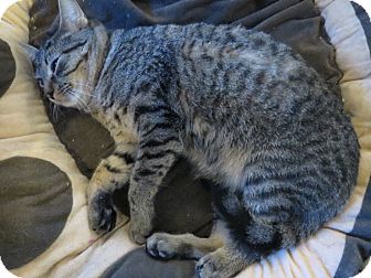 Domestic Shorthair Cat for Sale in Geneseo, Illinois - Sheldon Domestic Shorthair Cat for Sale in Geneseo, Illinois - Sheldon