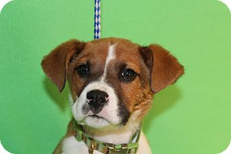 Boxer Mix Puppy for Sale in Broomfield, Colorado - Curly Boxer Mix Puppy for Sale in Broomfield, Colorado - Curly
