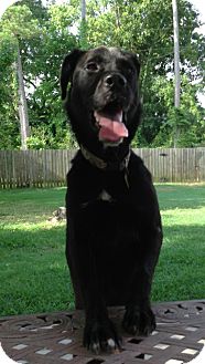 Retriever (Unknown Type) Mix Dog for Sale in Silsbee TX, Texas - Bud Retriever (Unknown Type) Mix Dog for Sale in Silsbee TX, Texas - Bud