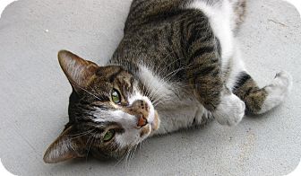 American Shorthair Cat for Sale in Mesa, Arizona - Cletus Van Cat American Shorthair Cat for Sale in Mesa, Arizona - Cletus Van Cat