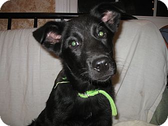 German Shepherd Dog/Labrador Retriever Mix Puppy for Sale in Greeneville, Tennessee - Capri German Shepherd Dog/Labrador Retriever Mix Puppy for Sale in Greeneville, Tennessee - Capri