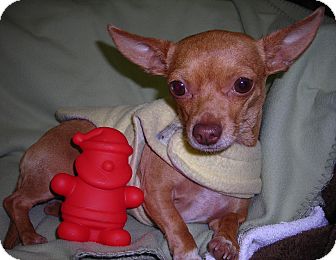 Chihuahua Dog for Sale in El Cajon, California - Gigi Chihuahua Dog for Sale in El Cajon, California - Gigi