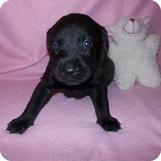 Labrador Retriever Mix Puppy for Sale in Shirley, New York - Ebony Labrador Retriever Mix Puppy for Sale in Shirley, New York - Ebony