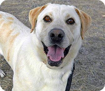 Labrador Retriever Mix Dog for Sale in Cheyenne, Wyoming - Ranger Labrador Retriever Mix Dog for Sale in Cheyenne, Wyoming - Ranger