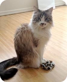 RagaMuffin Cat for Sale in Mesa, Arizona - Munchkin RagaMuffin Cat for Sale in Mesa, Arizona - Munchkin