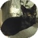 Domestic Shorthair Kitten for Sale in Vancouver, British Columbia - Milo (black) Domestic Shorthair Kitten for Sale in Vancouver, British Columbia - Milo (black)